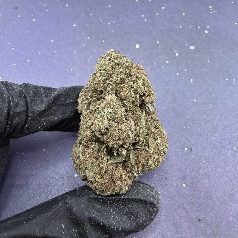 B68 Wild Forest